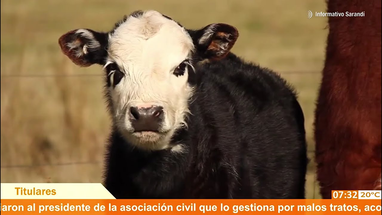 Titulares de Agronegocios en Informativo Sarandí