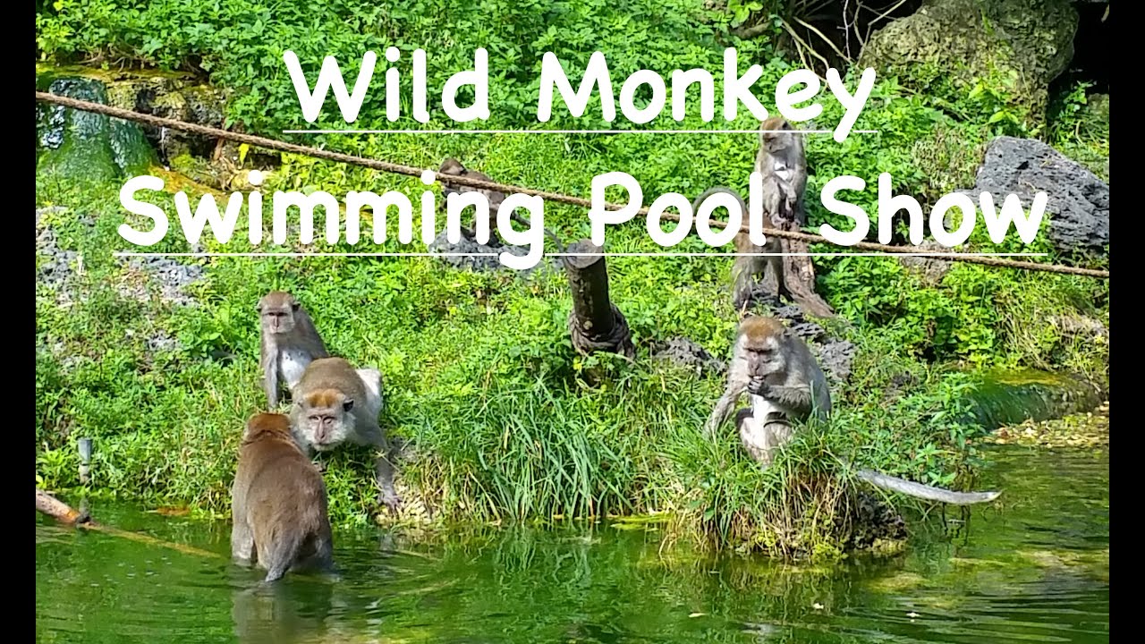 Wild Monkey Swimming Pool Show 🐒🐵🙈🙉🙊 Java Macaques