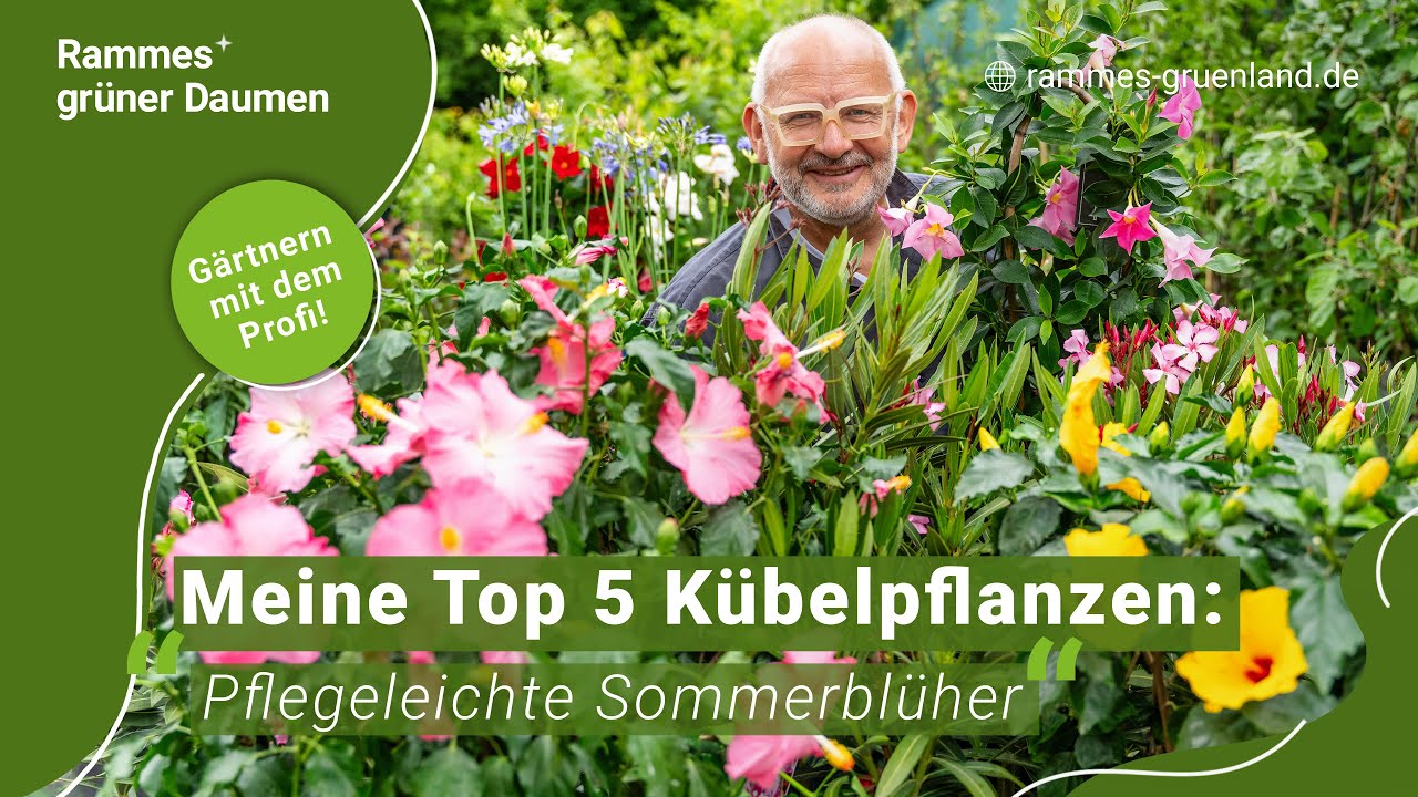 Meine Top 5 K&uuml;belpflanzen: Pflegeleichte Sommerbl&uuml;her