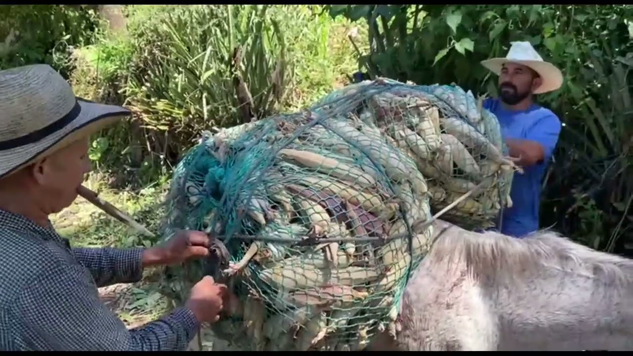Agricultores se anticiparon a sacar sus cosechas previniendo daños por las lluvias.