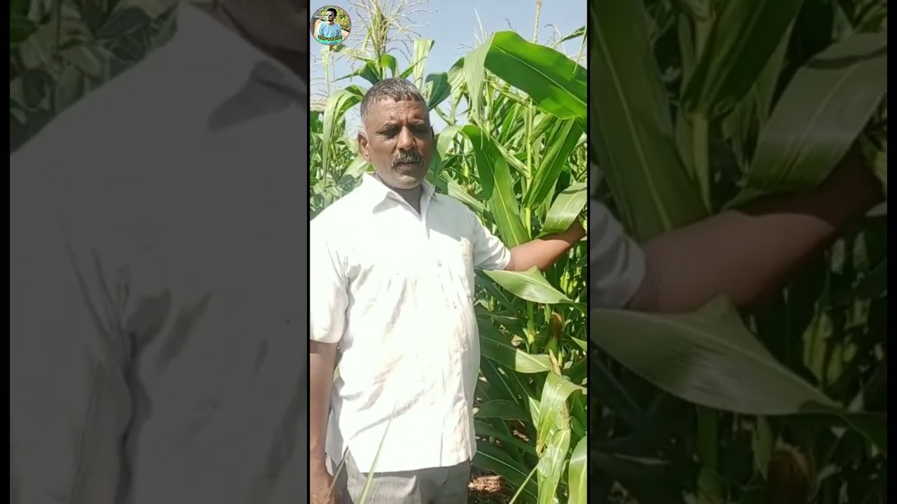 Khandmishri || खंड मिश्रा || Advanta fodder seeds || #agriculture #adv #advanta #mega #khandmishri