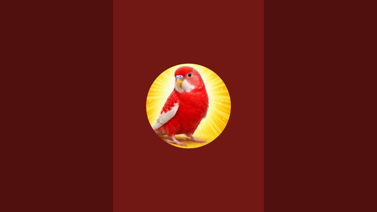 My Lovebirds درحال پخش است! 846