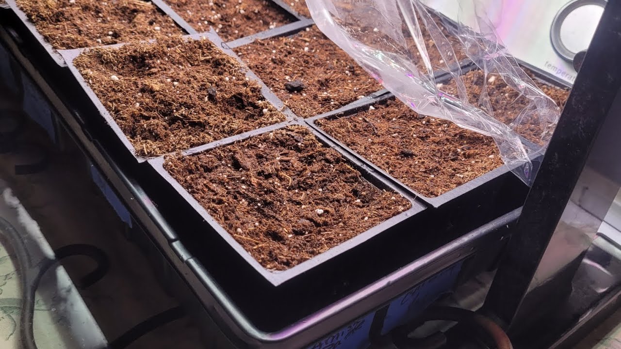 Im gardening again! 2026 seed starting and garden thoughts 🍅🥬🧅