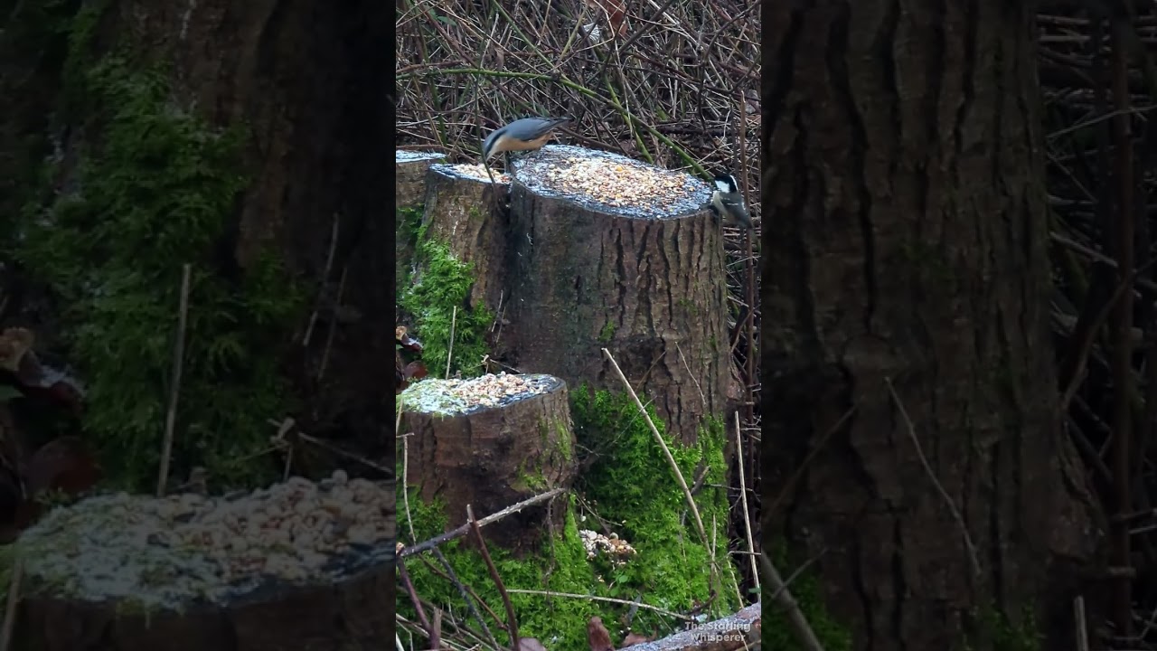 Brandon Birds, Just Some Of The Residents On My Travels. #birds #birdwatching #nuthatch #fyp