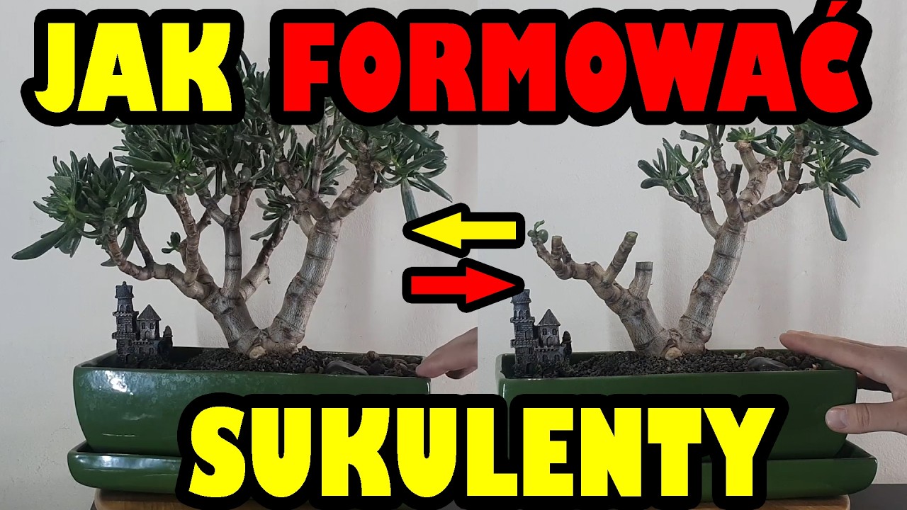 Grubosz Hobbit  przycinanie formowanie Bonsai