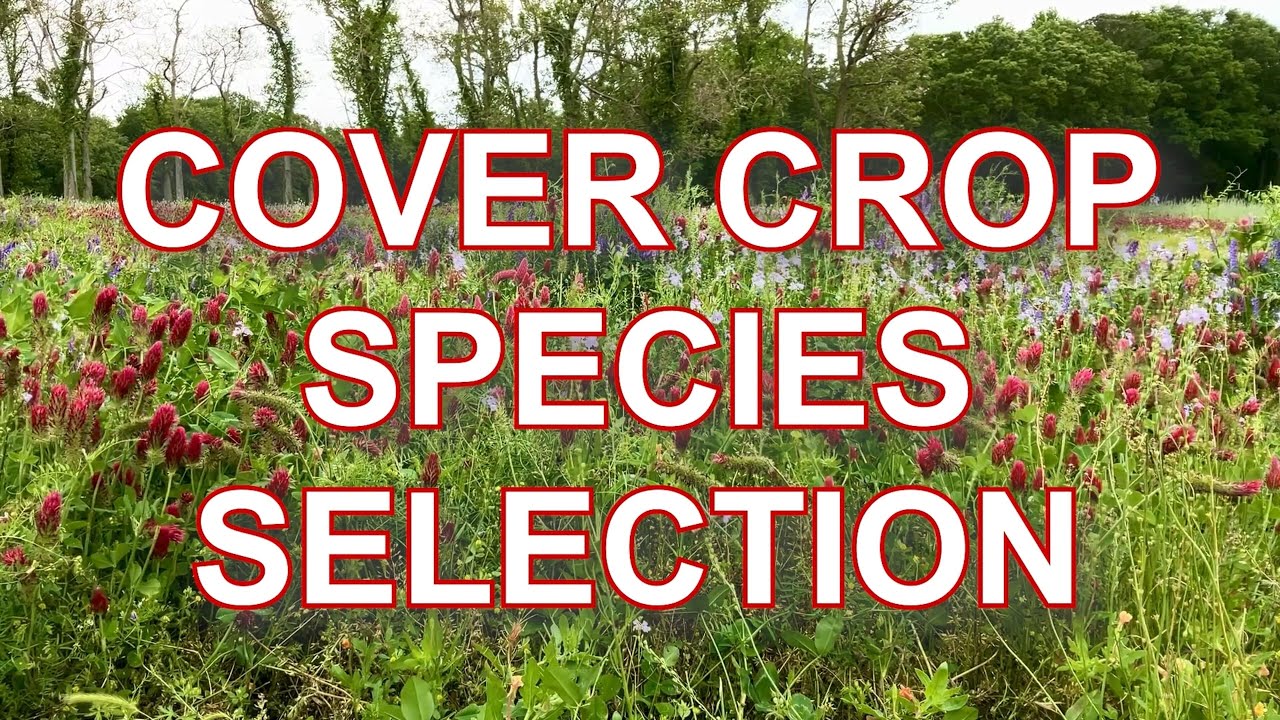Considerations for Selecting a Cover Crop Species