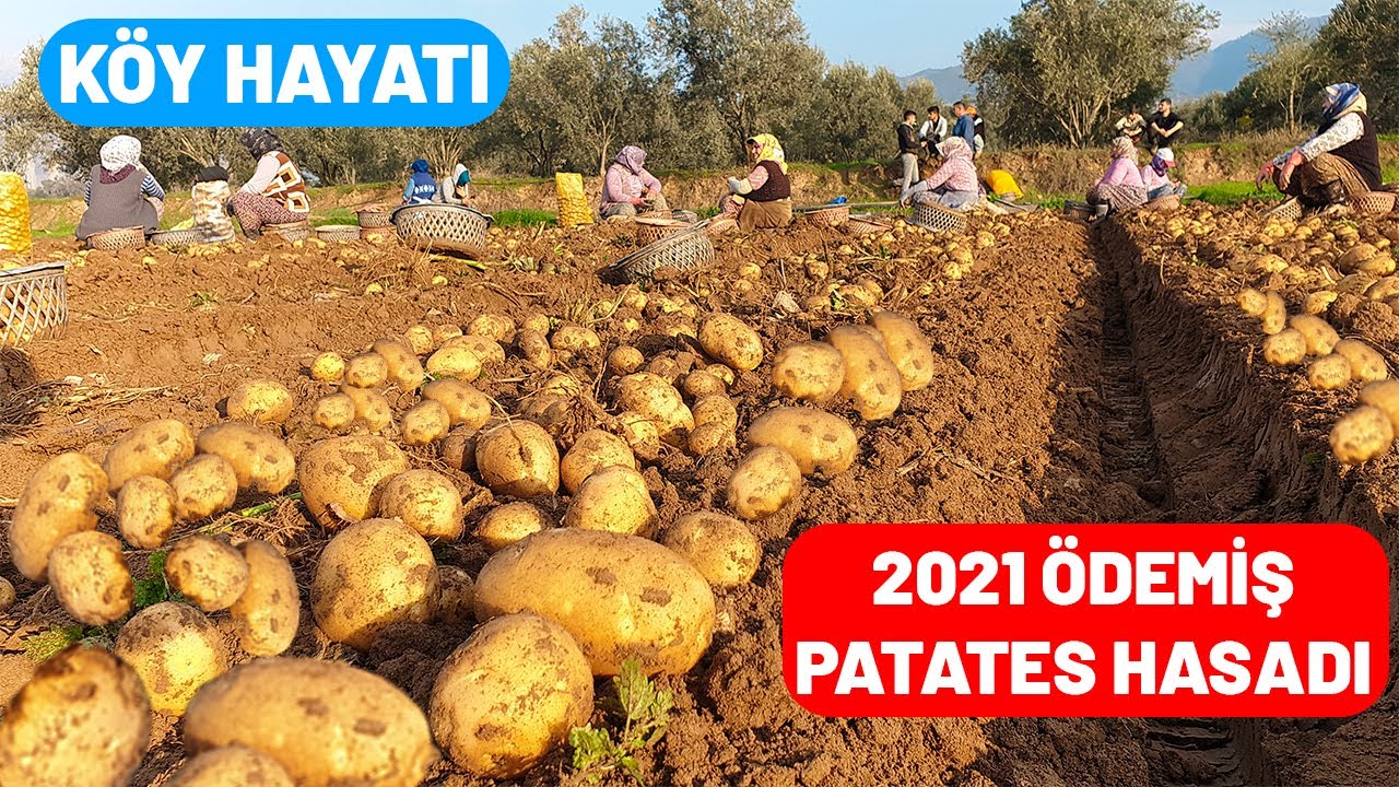 TÜRKİYENİN ÜNLÜ ÖDEMİŞ PATATESİ | PATATES HASADI 2021 SEZONUNU AÇTIK | PATATES HASADI/KOMPİR HASADI