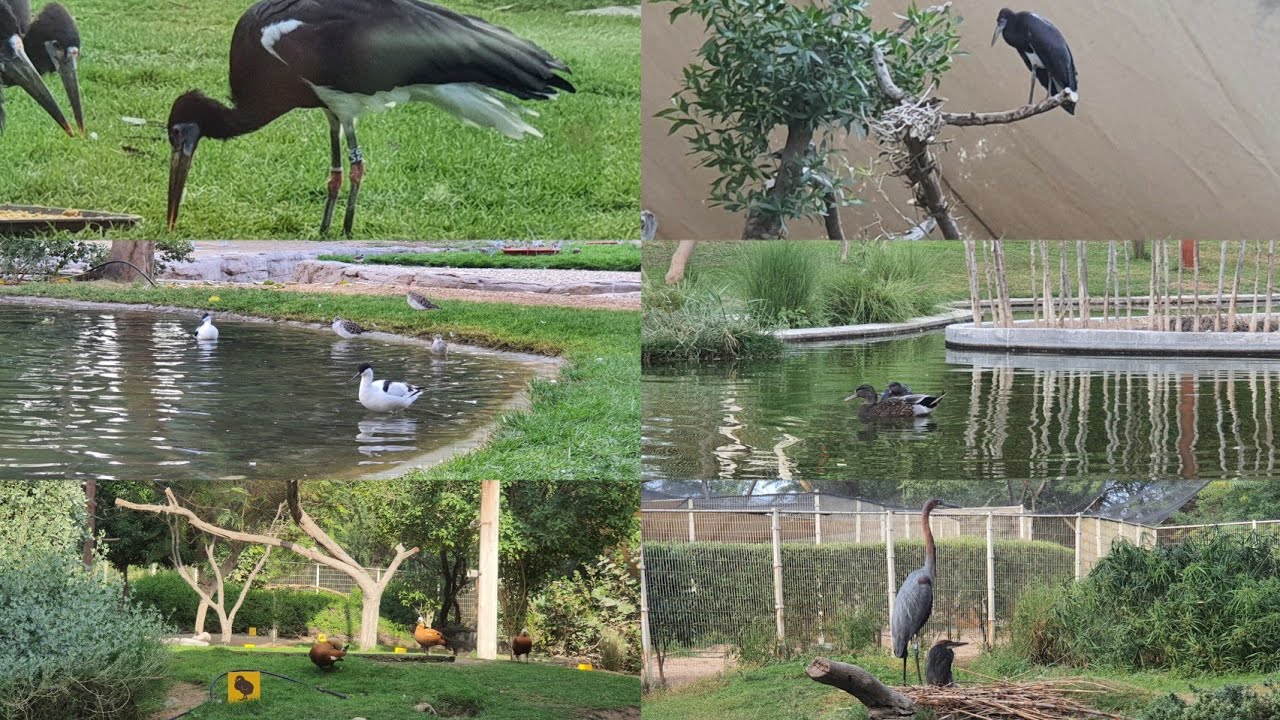 More than 350 bird species in Wasit wetland centre sharjah|Wasit bird conservation centre Sharjah
