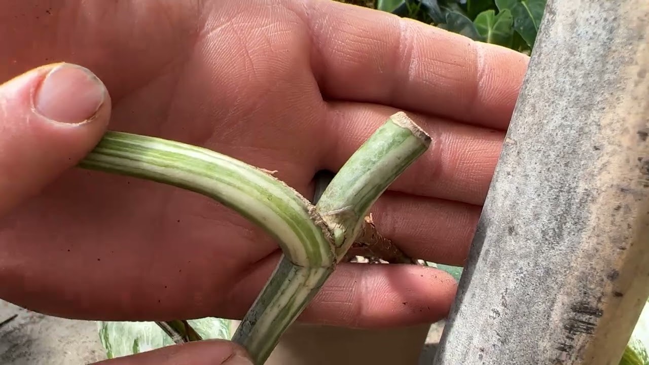 Monstera variegation theory