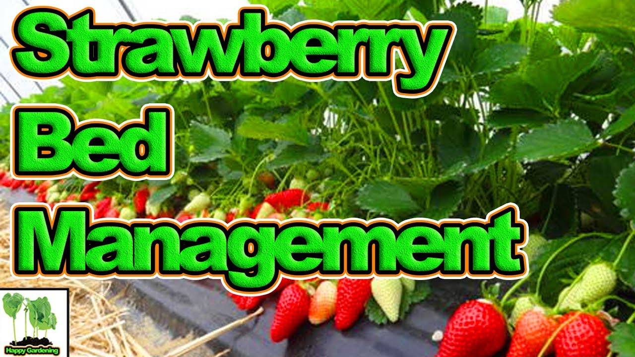 Brian Gets To Grips With His Strawberries