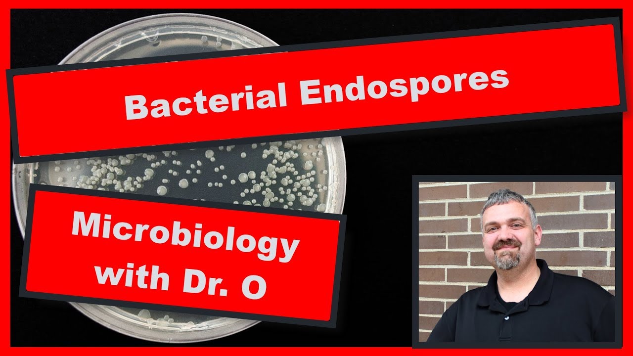 Bacterial Endospores:  Microbiology
