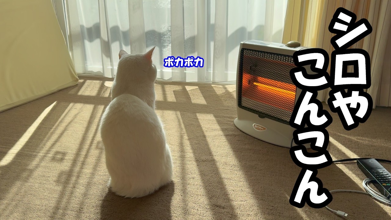 シロはお部屋で丸くなる