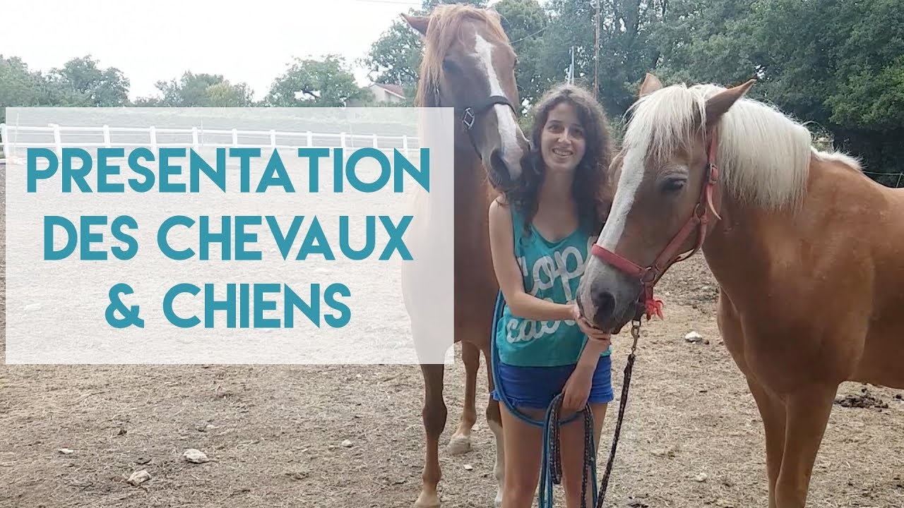 JE VOUS PRÉSENTE NOTRE TROUPE : CHEVAUX & CHIENS !