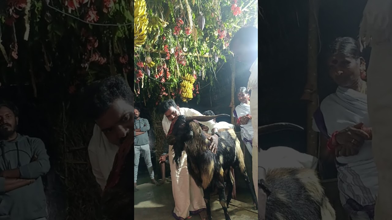 చిన్ని. తేజ గొల్ల చదువు, జమచక్రం 19/02/24