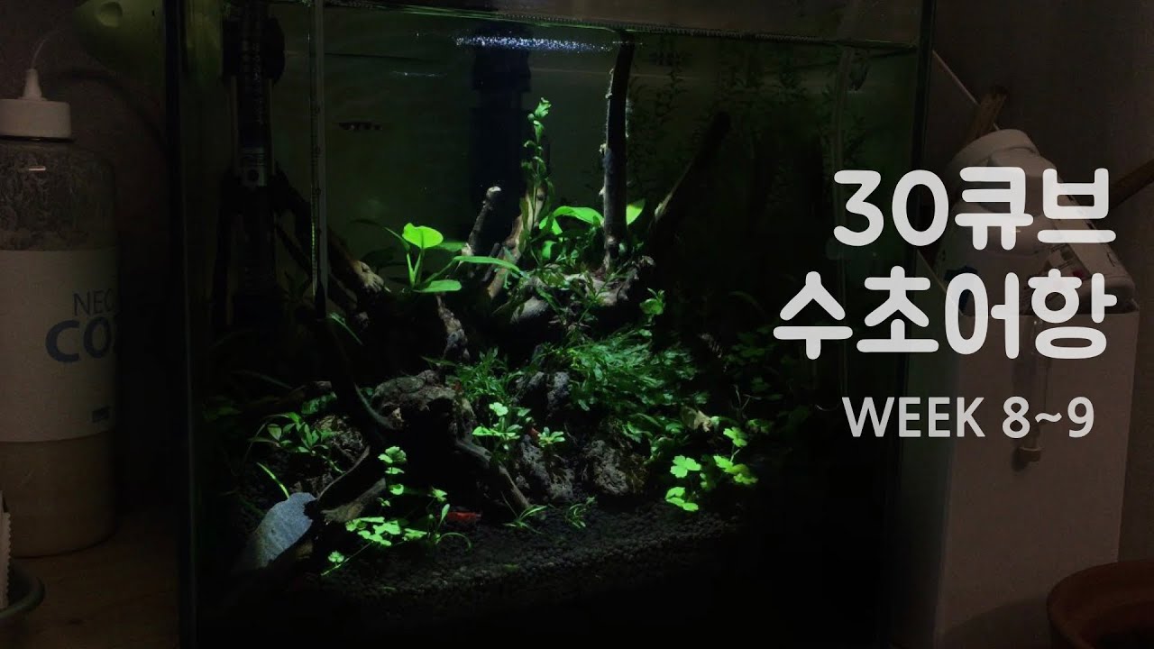 30큐브 수초어항 | 8~9주 | 크라운 킬리피쉬 산란 | 수초 광합성 | 물멍
