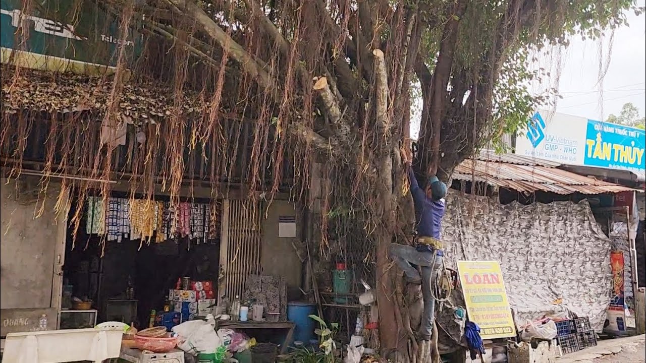 Cưa cây Xanh siêu khủng, siêu nhánh / Super big, super branched Green tree saw | P1 | T710