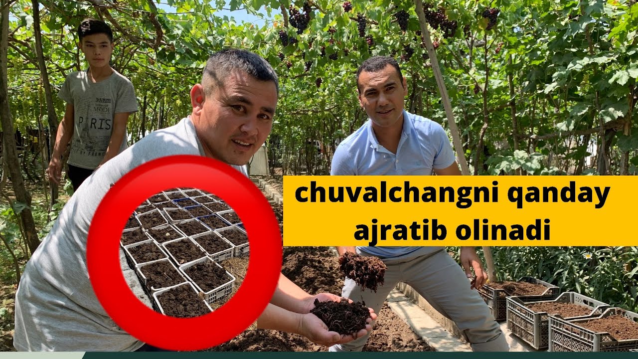 CHUVALCHANGLAR QANDAY AJRATIB OLINADI ❓#biogumus