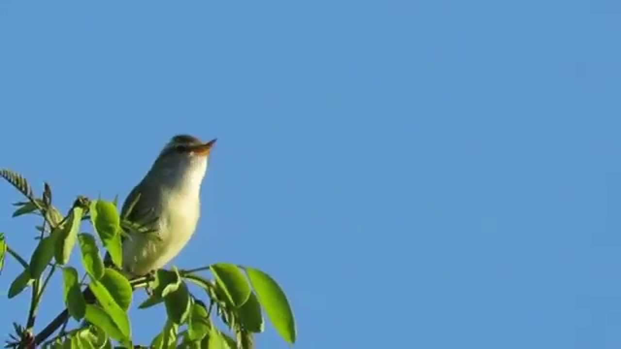 Grauwe Fitis / Greenish Warbler - Goniadz (Poland)