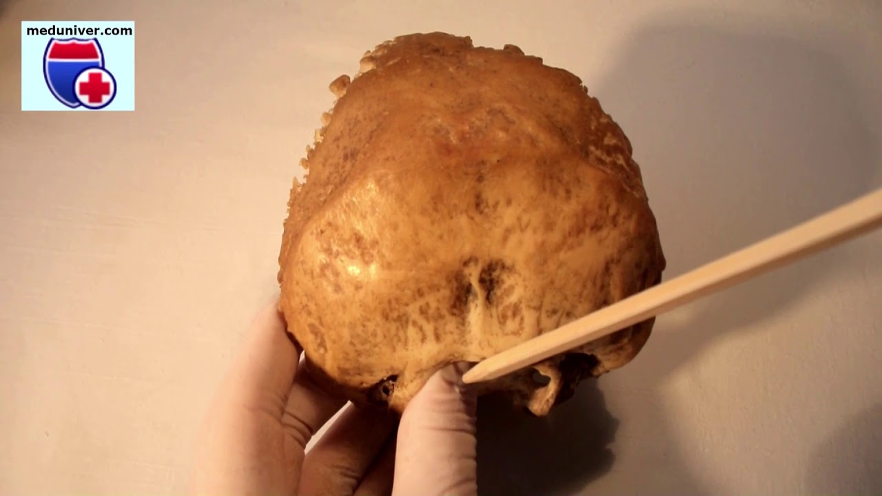 Anatomy of the occipital bone - meduniver.com