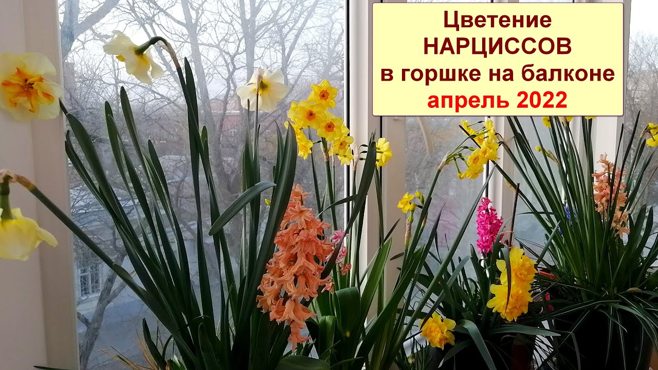 Нарциссы. Обильное цветение на балконе в горшках. Сорта Донау Парк, Скарлет Джем.