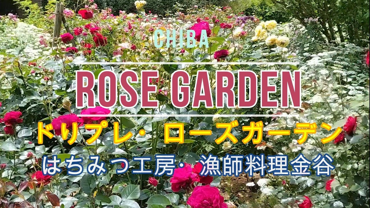 千葉房総ドリプレローズガーデン【バラと猫の楽園】日帰り旅