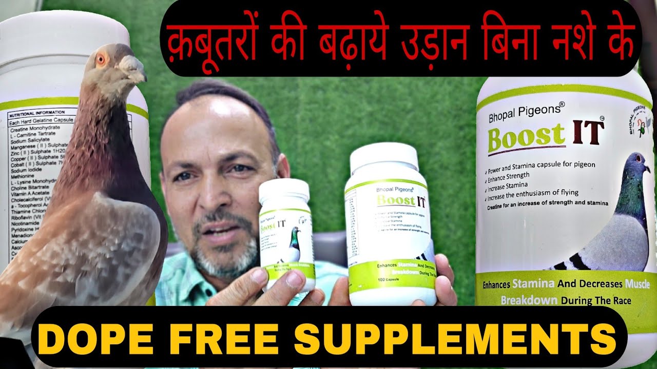 बिना नशा दिए क़बूतरों कि उड़ान कैसे बढ़ाएं BOOST IT Cap Bhopal Pigeons