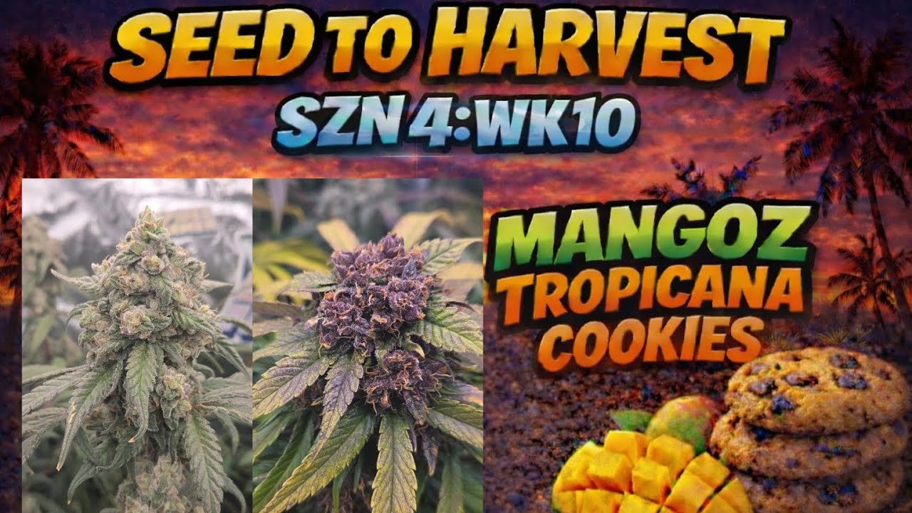 SEED TO HARVEST SZN 4: WEEK 10 (FINALE!!)
