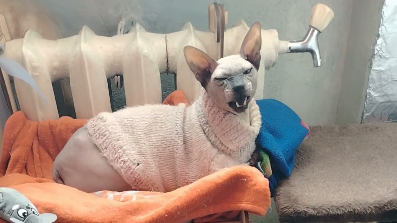 Донской сфинкс разговаривает 🤣