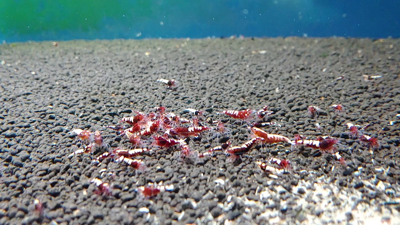 Red pinto shrimp