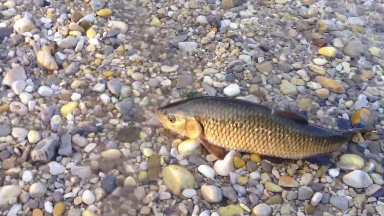 Pesca a mosca sul Meduna - estate 2013 -  fly fishing