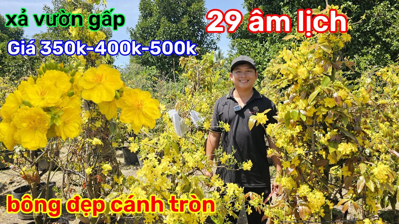 🌲16/2☎️Vườn mai 2 Lúa☎️Giảo Thủ đức rin🌲xả  gấp hết lô🌲Thanh lý ngày cuối năm🌲quá rẻ 