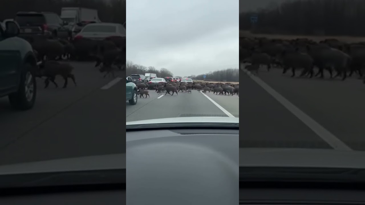 Massive Wild Boar Herd Shuts Down Highway