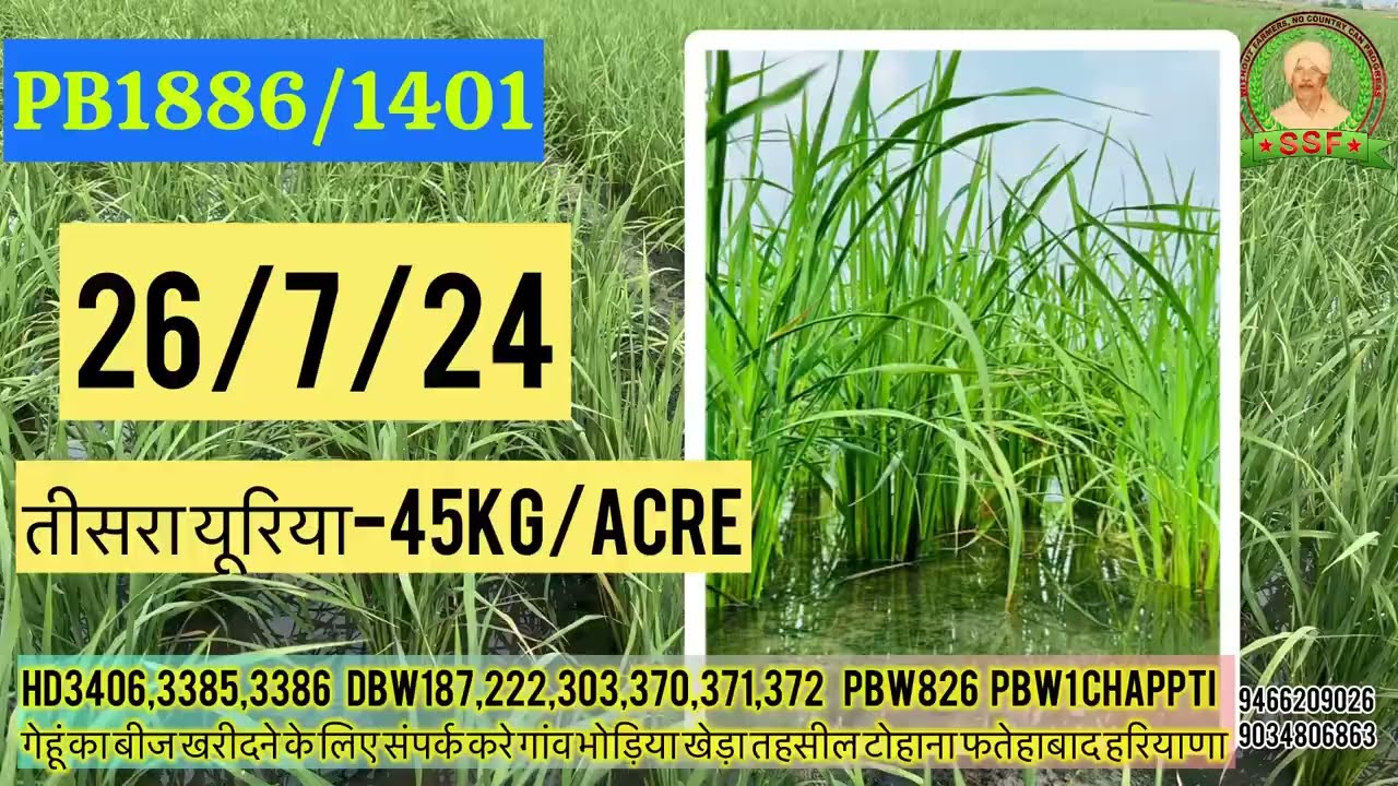 PB1401/1886 Breeder/Foundation seeds तीसरा यूरिया details#dhan#paddyseeds#pb1401#pb1886 #paddycrop