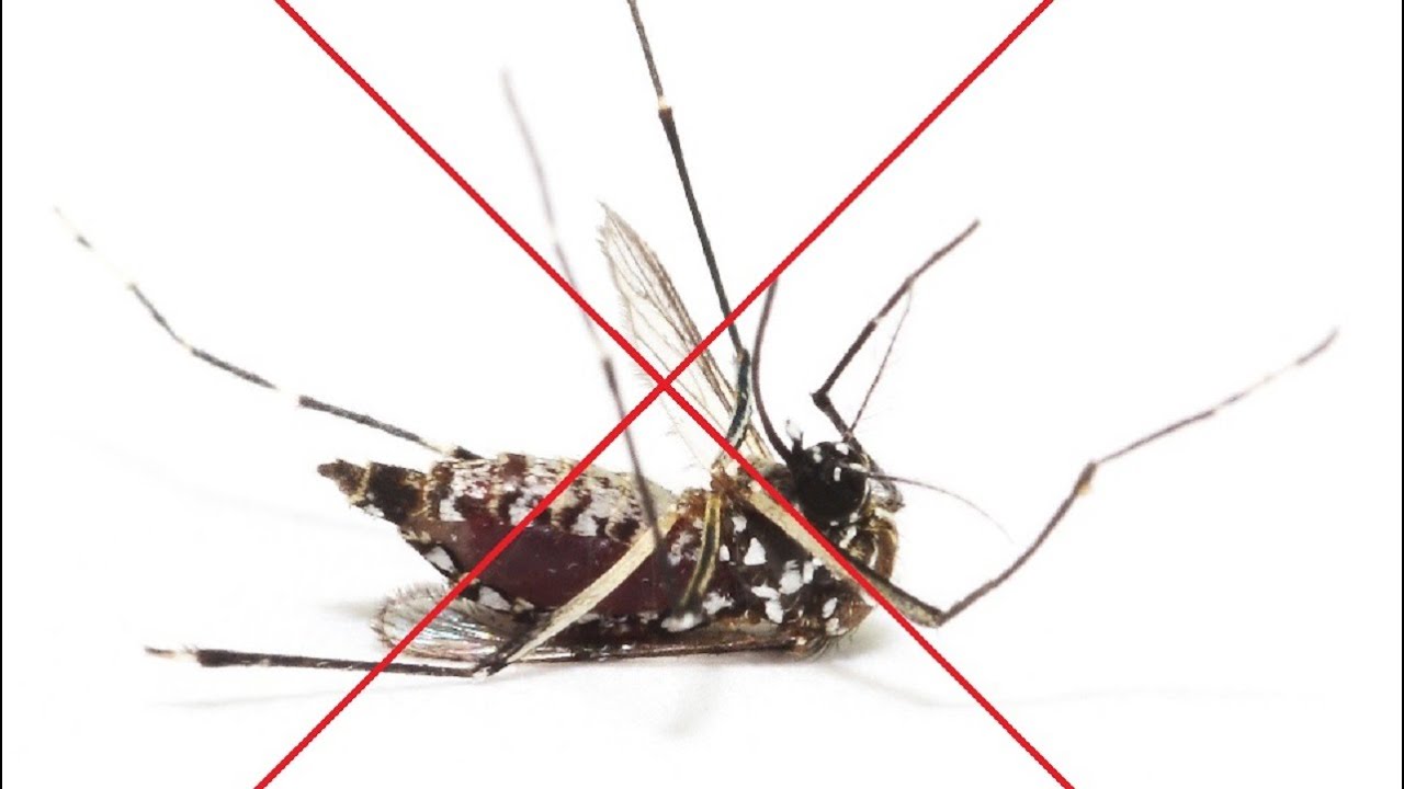 🚫Mosquito control outdoors in Houston Texas - best mosquito control in Houston Texas🚫