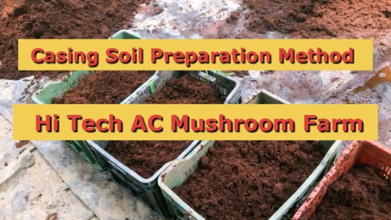 Casing Soil Preparation | Hi Tech AC Mushroom Farm | Mushroom Farming