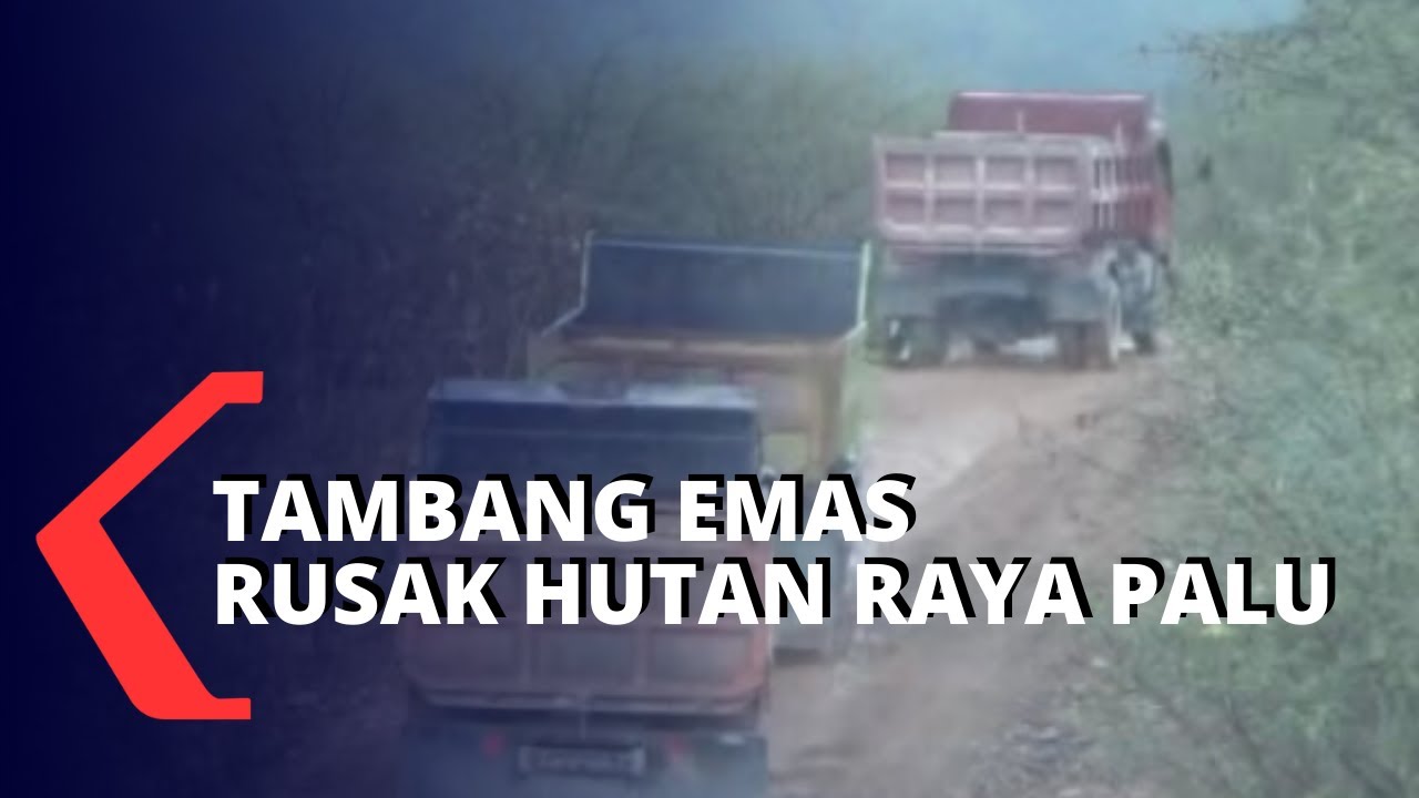 Tambang Emas Merusak Taman Hutan Raya di Palu