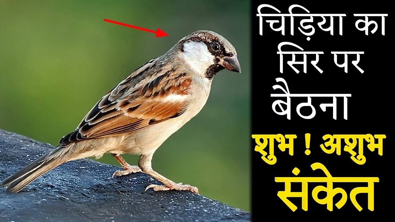 चिड़िया का सिर पर बैठने से ये फायदा मिलता है, ये जानकारी कोई नही बतायेगा//