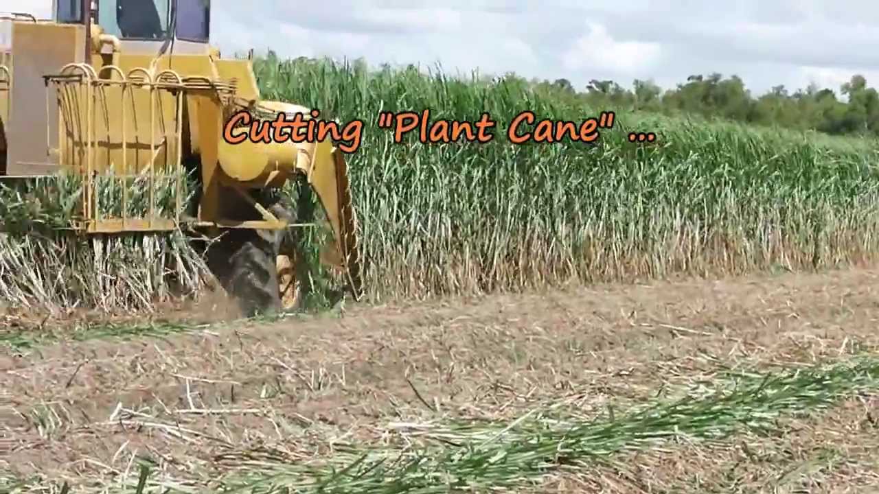 Planting Sugarcane in Louisiana 8/23/2013