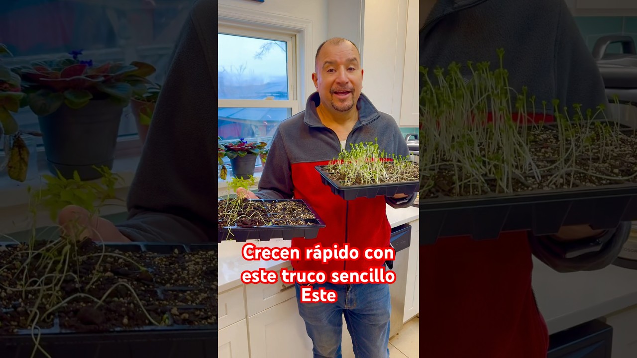 Crecen r&aacute;pido con este truco sencillo #cuidadodeplantas #plantas #jardin