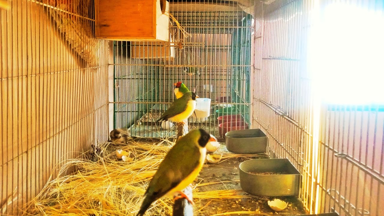 Goldian Finches 🐦🐦 Ko Big Portion Me Shift Kar Diya Subscribe like share my channel @Birdyswings 😍🥰❤
