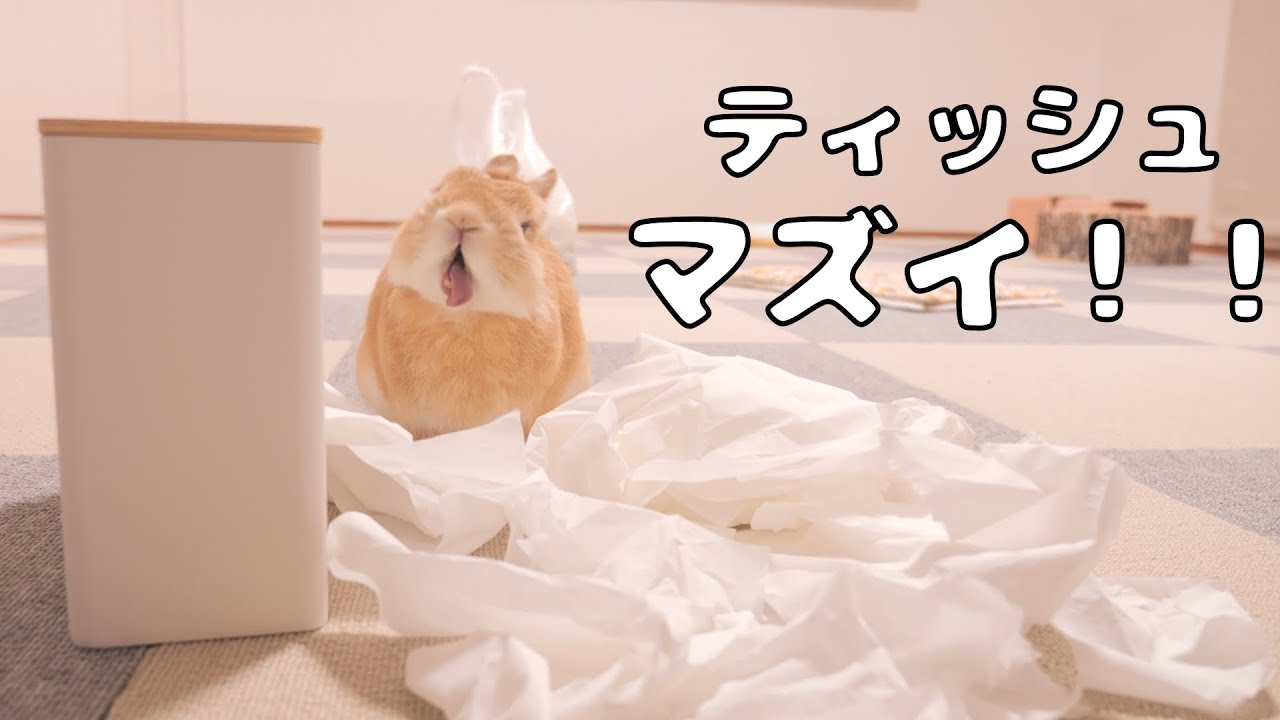 誤ってティッシュを舐めたら想像以上に不味くて驚いてしまったウサギ【No.1010】