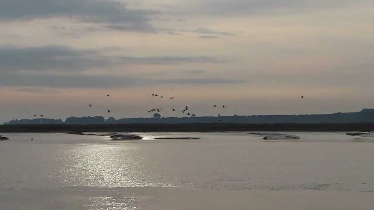 Greylags on the Humber