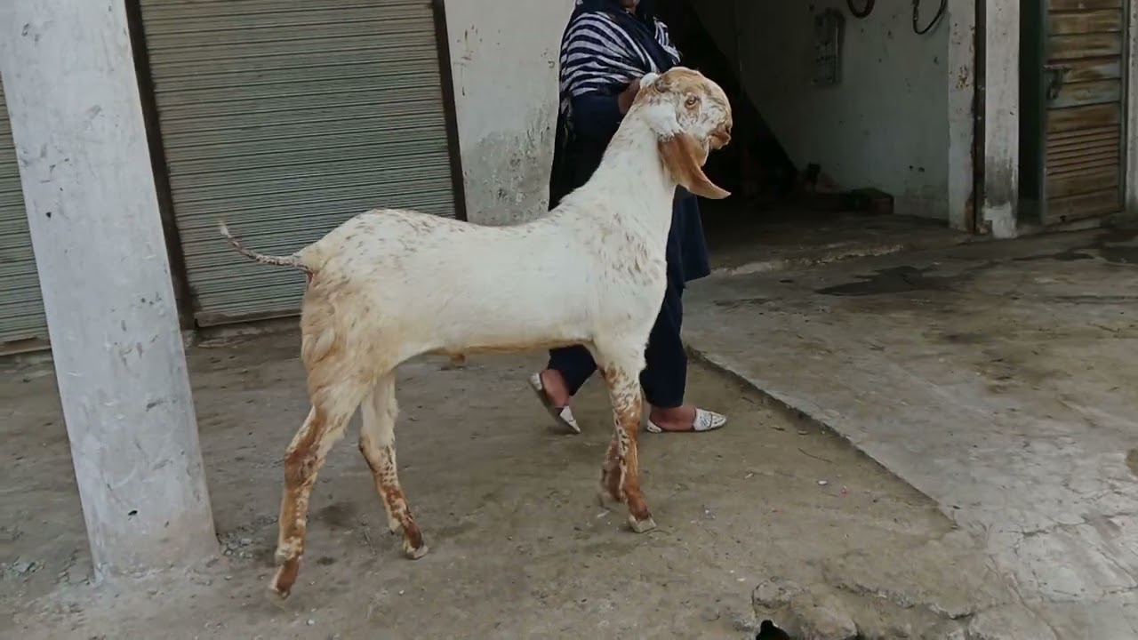 03073549070 ماشاء اللہ جی خوبصورت پٹھورا فار