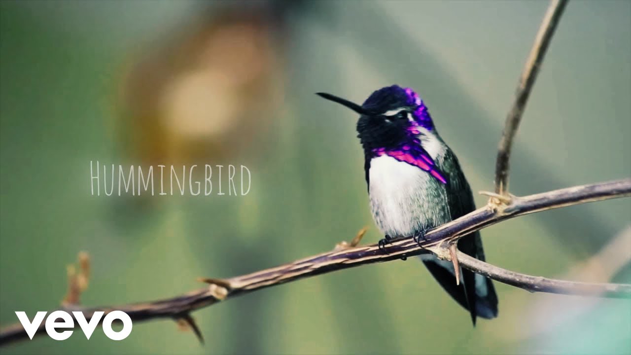 Spacejamz - Hummingbird (Official Music Video) ft. Prickly Pear Records
