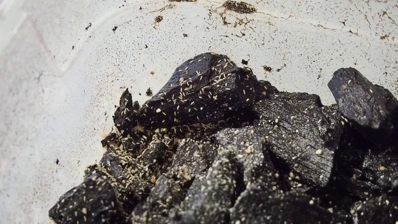 How to make an springtail culture!