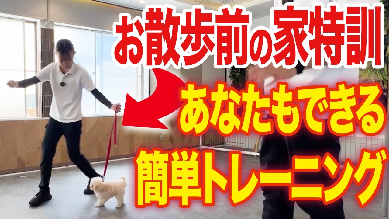 【犬しつけ】コレで散歩が楽になる！あなたもできる簡単トレーニング！【ドッグトレーナー解説】