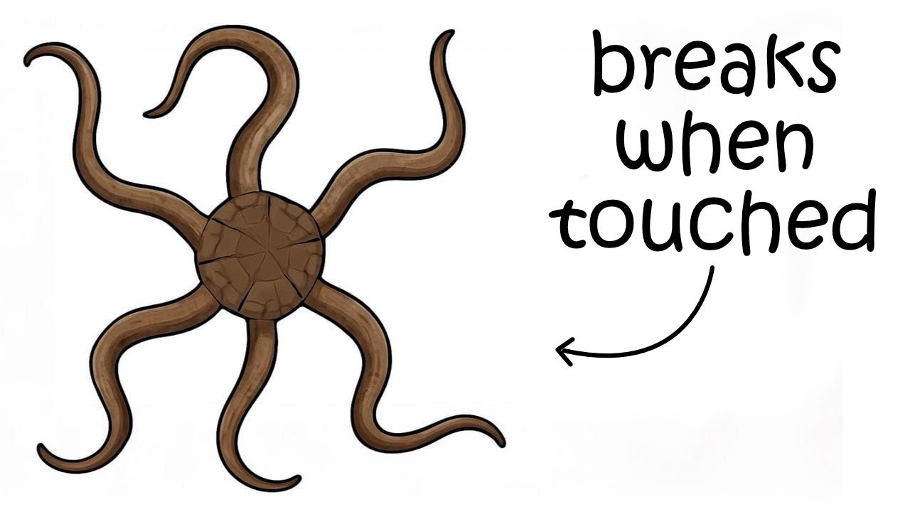Your Life as a Brittle Star