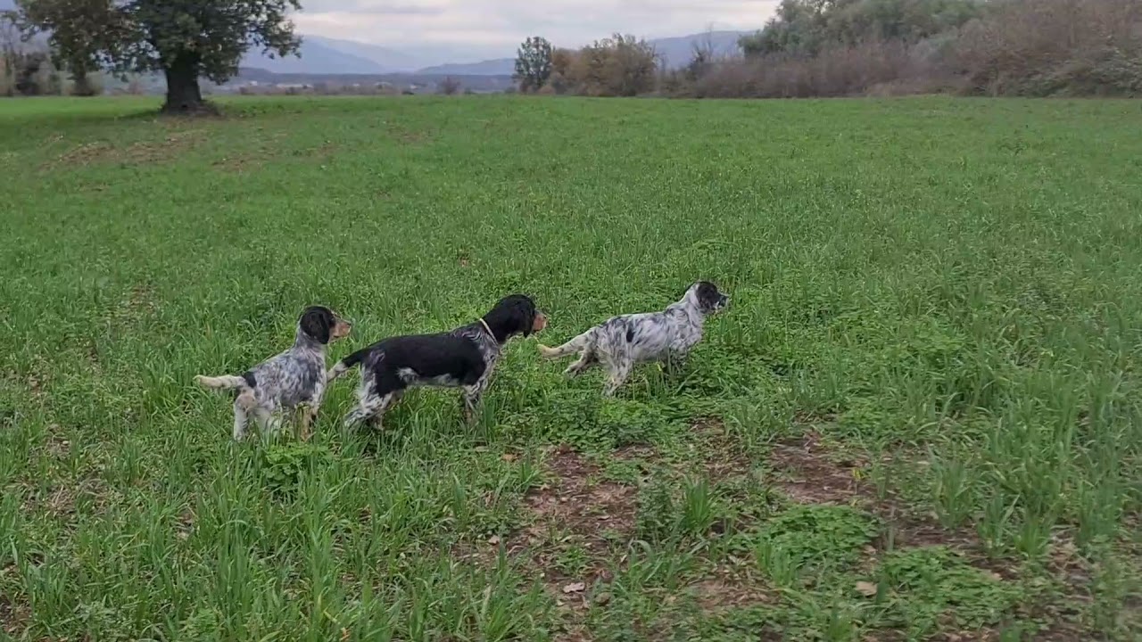 Cuccioli setter inglese mesi 3 con ferma, consenso e, riporto. Naturale