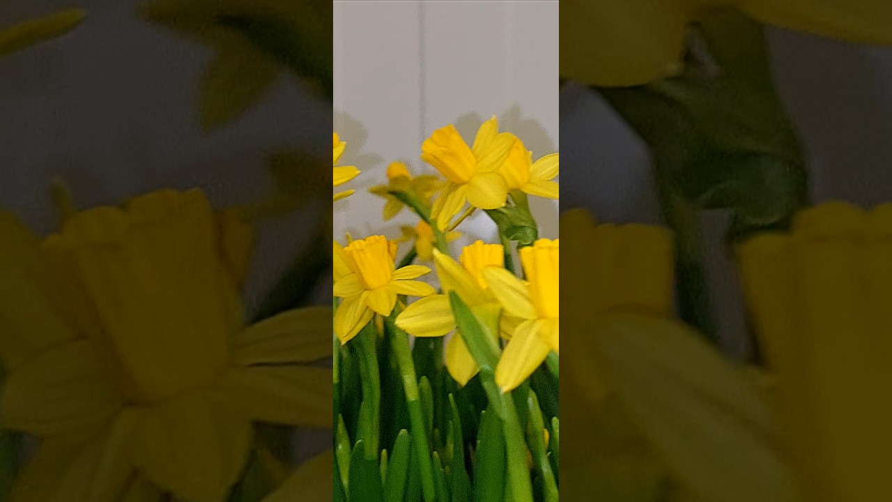 Narcissus
