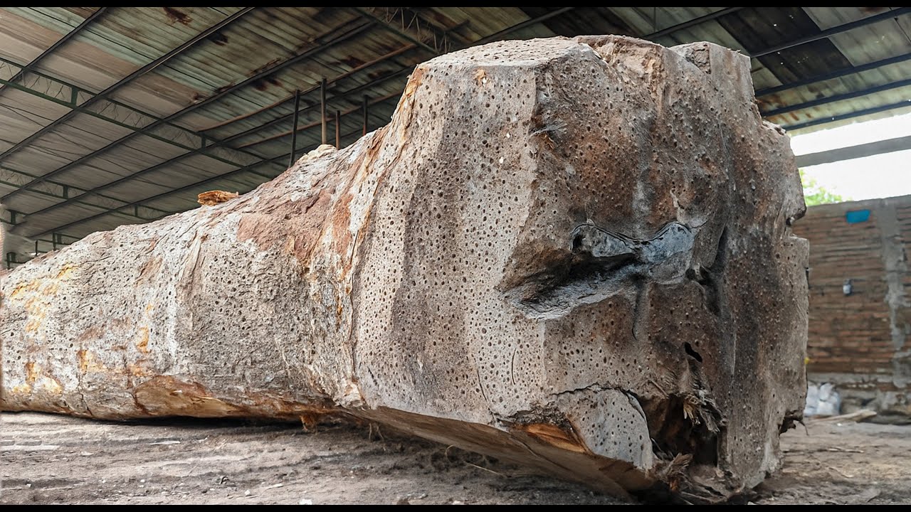 Wood Tycoon's Secret Revealed ‼️Sawing the World's Strangest Branched Redwood